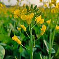 Mustard plant flower