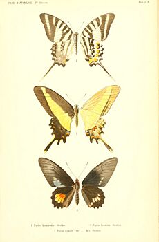 Oberthur 1879EtudEnt4Plate 4