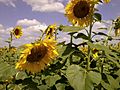 PLANTA DE GIRASOL EN TUREN