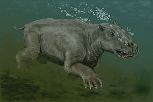 Paleoparadoxia BW