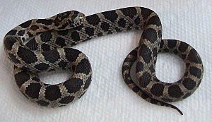 Pantherophis gloydi