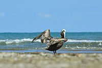 Pelecanus occidentalis, Veracruz, México (154140527)