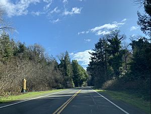 The Avenue of the Giants in Pepperwood