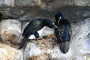 Phalacrocorax magellanicus2