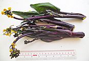 Purple Choi Sum stalks besides ruler