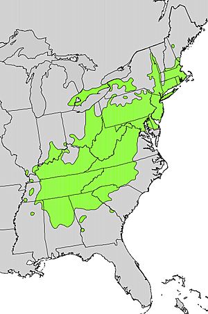 Quercus prinus range map.jpg