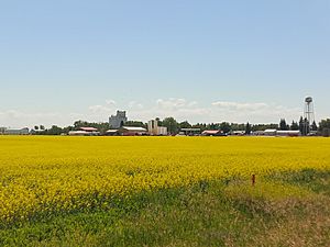 Rapeseed Lignite Nd