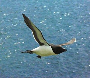 Razorbill in flight