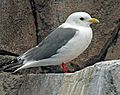 Red-legged Kittiwake RWD3