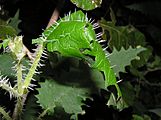 Red Admiral caterpillar 02