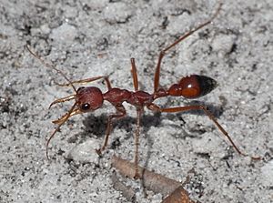 Red Bull Ant Sand