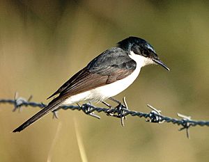 Restless Flycatcher Dayboro