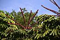 Schefflera actinophylla DSC0884