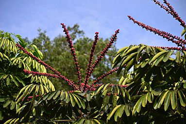 Schefflera actinophylla DSC0884