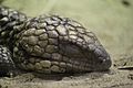 Shingleback Skink