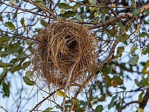Sparrow-weaver Nest Luangwa Zambia Jul23 A7C 05868
