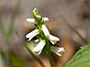 Spiranthes lucida BWF1-2995q.jpg