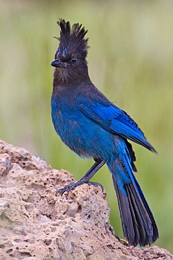 Steller's Jay