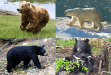 TE-Collage Ursus-v2.png