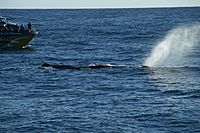 Whale Watch at Kaikoura 01