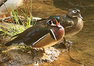 Wood Ducks on Corte Madera Creek Gary Leo 2010