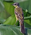 Yellow wagtail (Motacilla flava) at Kolkata I IMG 6091